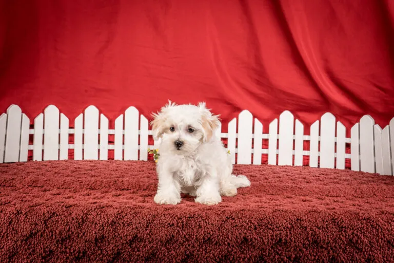 Ms. Diane The Maltipoo Puppy
