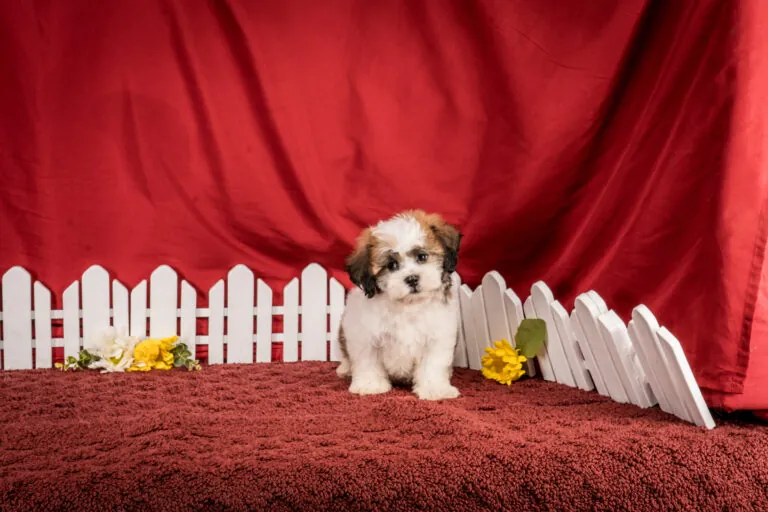 Mr. Ethan The Shichon Puppy