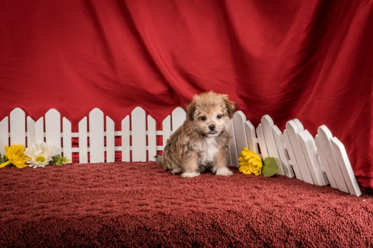 Ms. Destiny The Morkie Puppy