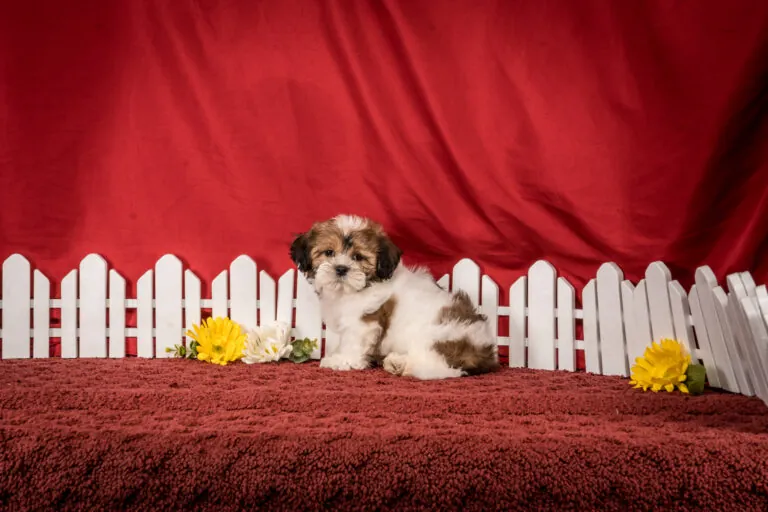 Ms. Dixie The Shichon Puppy