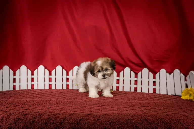 Mr. Eli The Shichon Puppy