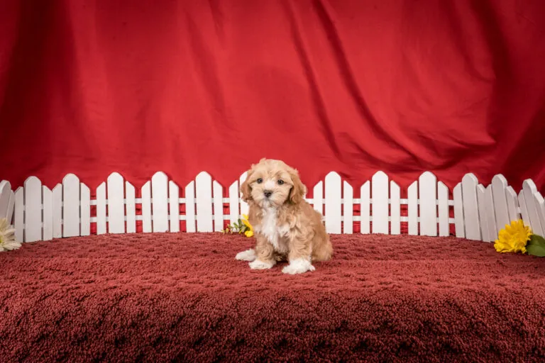 Ms. Edna The Maltipoo Puppy
