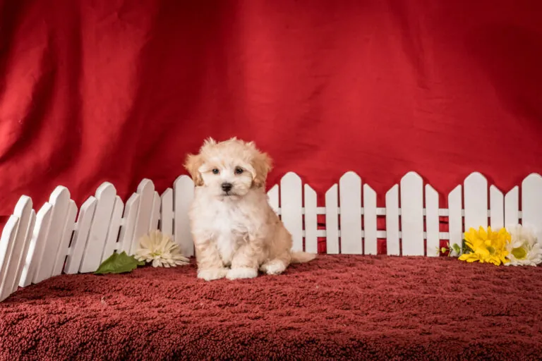 Mr. Felix The Maltipoo Puppy
