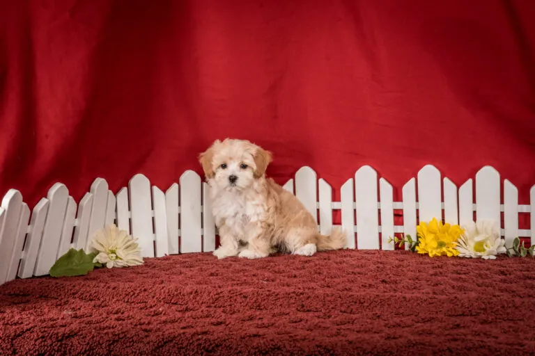 Ms. Eloise The Maltipoo Puppy