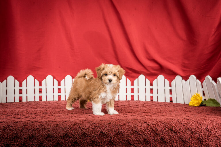 Ms. Elle The Maltipoo Puppy