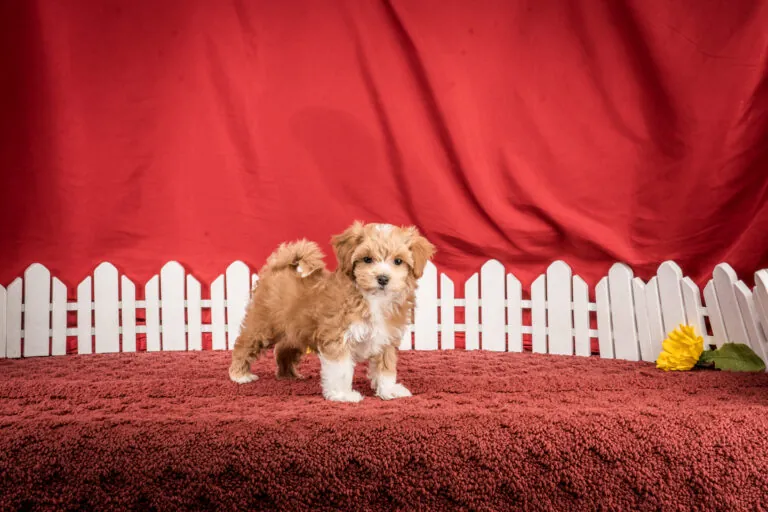 Ms. Elle The Maltipoo Puppy