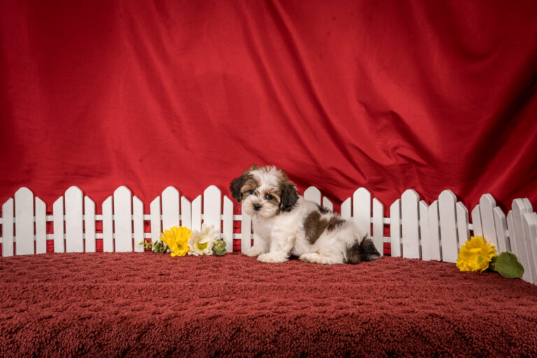 Ms. Dina The Shichon Puppy