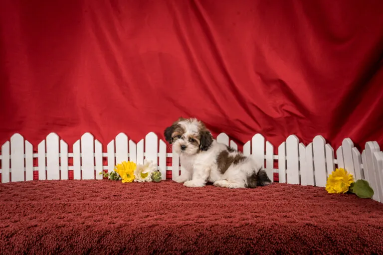 Ms. Dina The Shichon Puppy