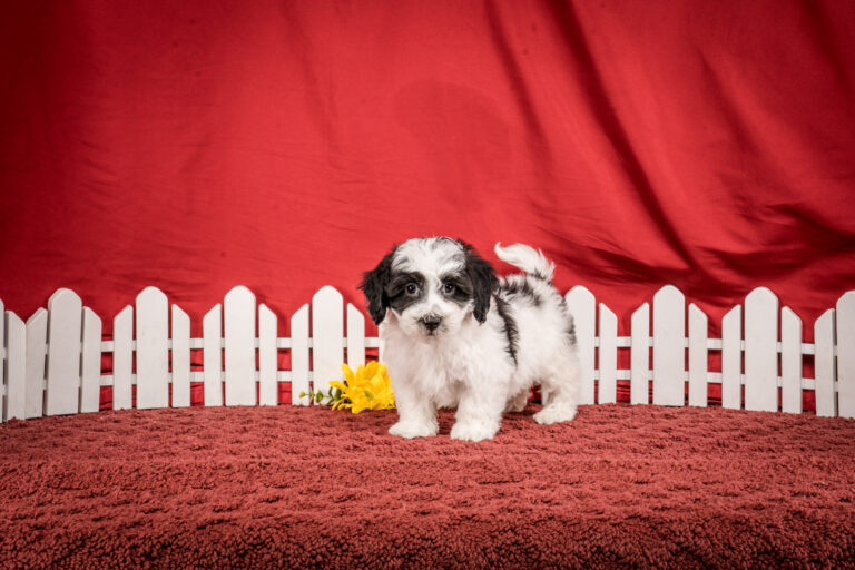 Mr. Fargo The Maltipoo Puppy