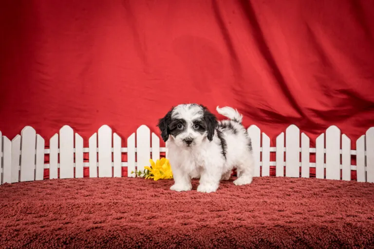 Mr. Fargo The Maltipoo Puppy