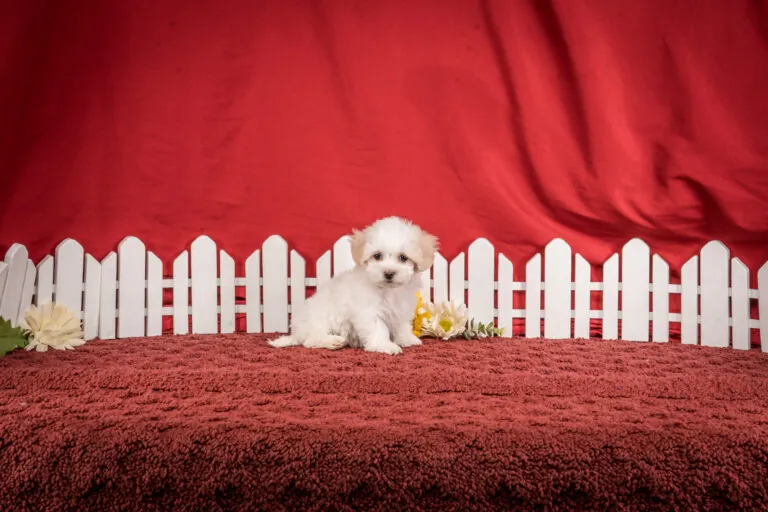Ms. Faye The Maltipoo Puppy