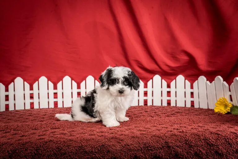 Mr. Fletcher The Maltipoo Puppy