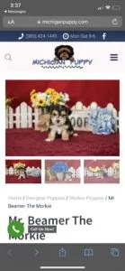 Beamer the Morkie Review