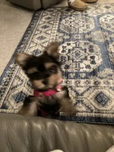 An Amazing Addition To Our Family