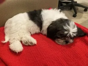 He’s brought so much happiness to our family!