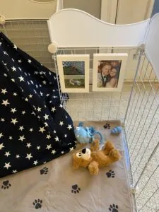 Beamer the Morkie Review