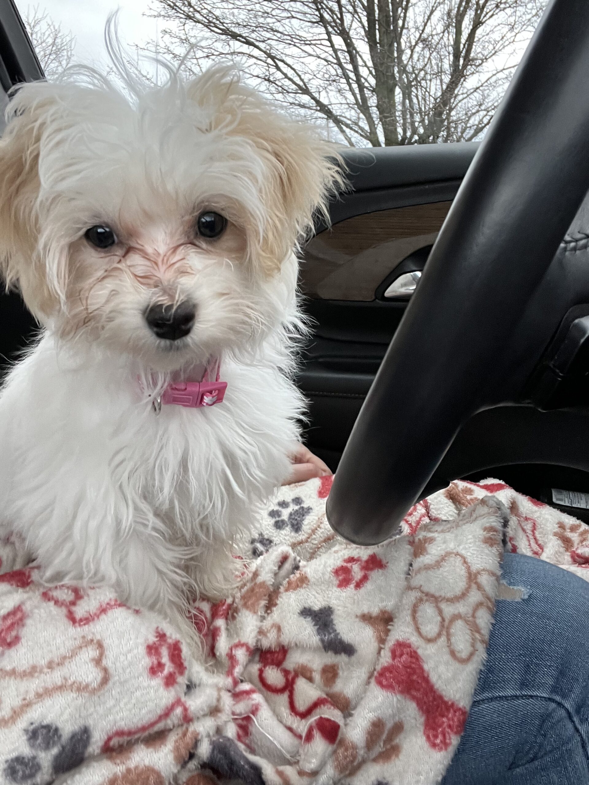 Libby the Maltipoo Review