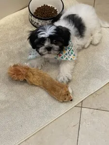 Mr. Baloo (Loki) The Shichon (Teddy Bear) Review