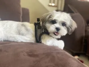 Most agreeable dog ever