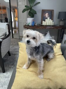 Beamer the Morkie Review