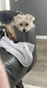 Beamer the Morkie Review