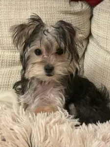 Wonderful Experience. Beautiful Puppy.
