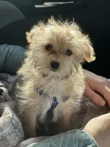 The Perfect New Family Member