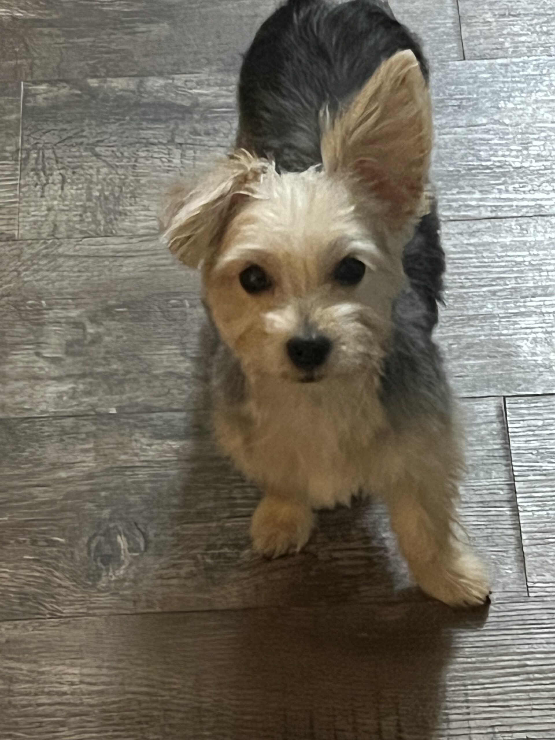 Boomer the Morkie Review