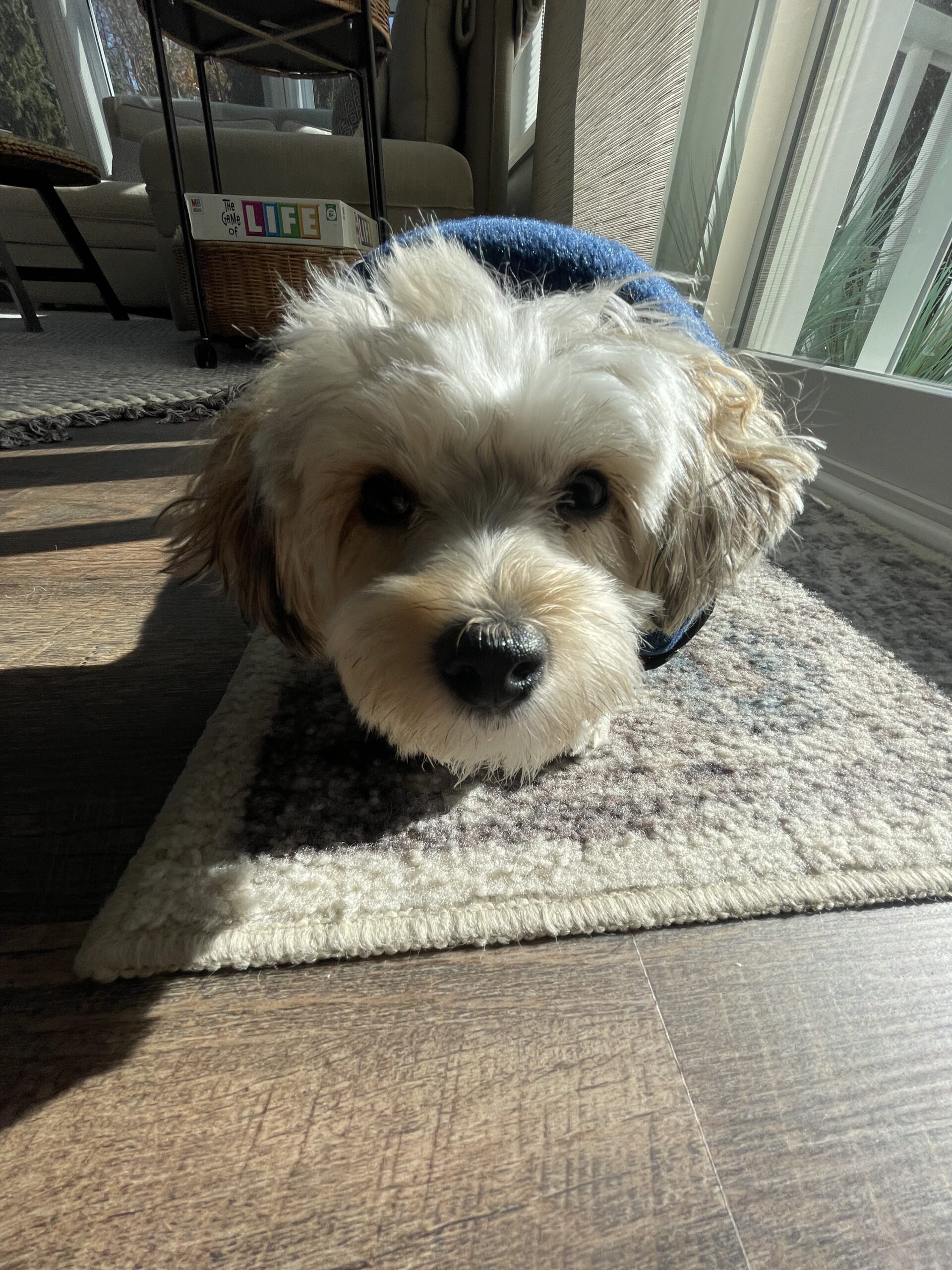 Bailey The Morkie Review