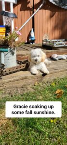 Gracie The Maltipoo Review